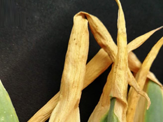 大蔥病害解決方案